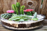 Terrario gigante de Cactus 